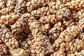 Kopi Luwak Premium - Världens Mest Exklusiva Kaffe